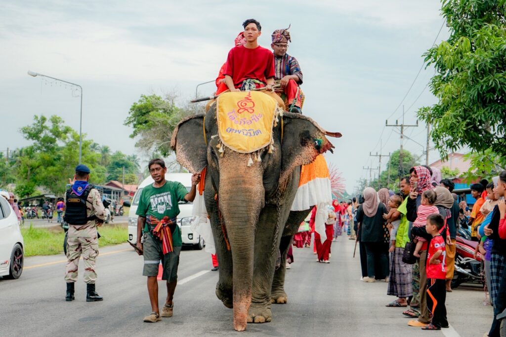แห่ช้าง 11 เชือก สืบสานวัฒนธรรมท้องถิ่น ประจำปี 2567 2 S 49725573 0