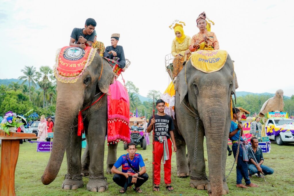 แห่ช้าง 11 เชือก สืบสานวัฒนธรรมท้องถิ่น ประจำปี 2567 7 S 49725580 0
