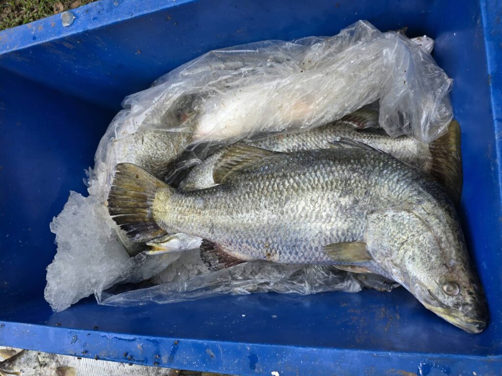 จับลักลอบนำเข้าผ่าน‘ตากใบ’ปลากะพงขาวมาเลย์กว่า2พันกก. 5 274298