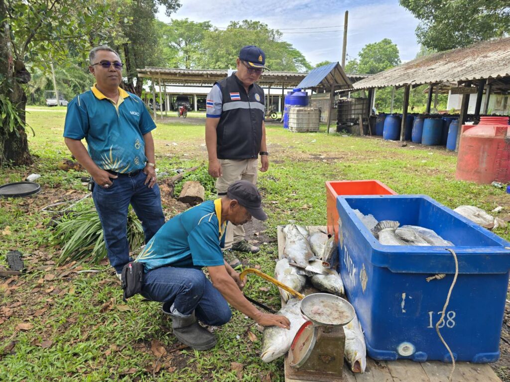 จับลักลอบนำเข้าผ่าน‘ตากใบ’ปลากะพงขาวมาเลย์กว่า2พันกก. 3 274299