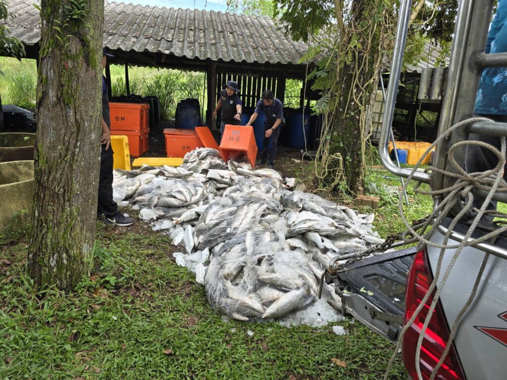 จับลักลอบนำเข้าผ่าน‘ตากใบ’ปลากะพงขาวมาเลย์กว่า2พันกก. 2 274300
