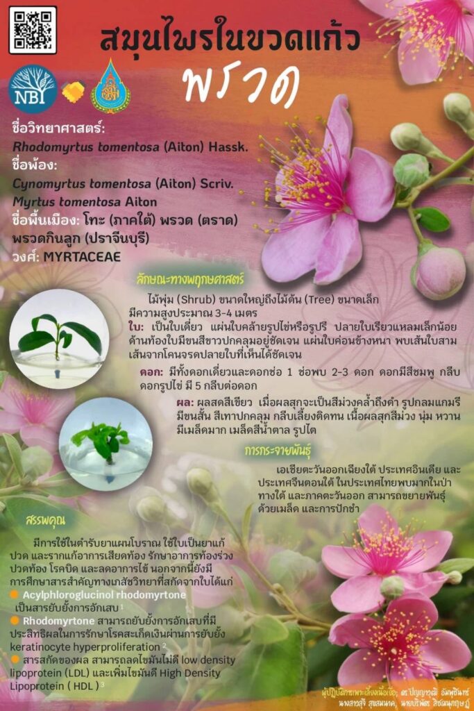 ชาวทุ่งตำเสาสืบสาน‘โทะ’พืชพื้นถิ่น“กก.ละ20ล.”ที่จะสูญหาย 7 565706409 815008177551670 9140787723009477487 n