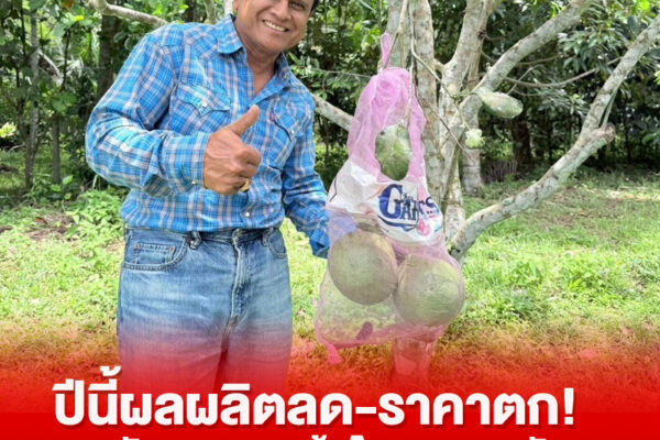 ปีนี้ผลผลิตลด-ราคาตก!งดจัด“เทศกาลส้มโอหอมควนลัง” somao