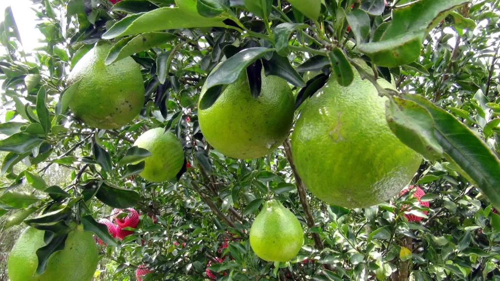 ไฟเขียวGI ”ส้มจุกจะนะ” ดันพืชเศรษฐกิจสร้างรายได้ยั่งยืน 6 image 71