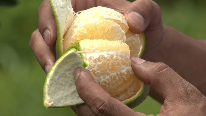 ไฟเขียวGI ”ส้มจุกจะนะ” ดันพืชเศรษฐกิจสร้างรายได้ยั่งยืน 7 image 73