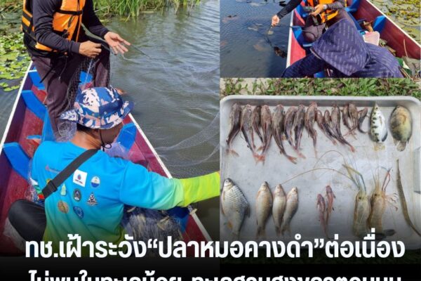 แทมเพลตข่าว 19