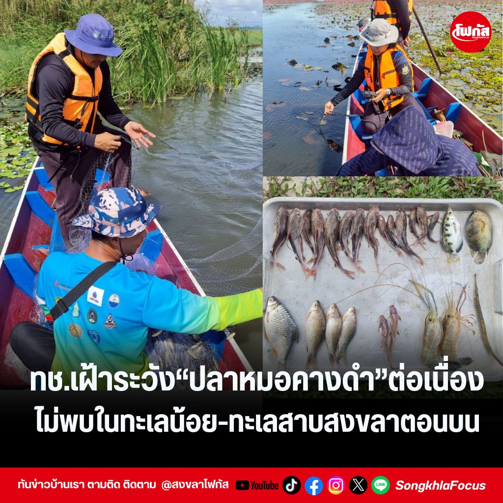 แทมเพลตข่าว 19