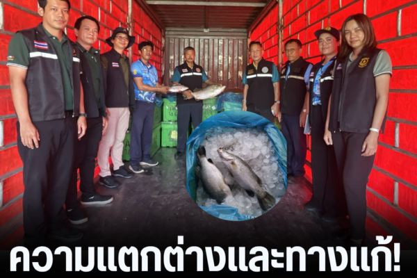 แทมเพลตข่าว 33