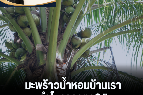 แทมเพลตข่าว 98