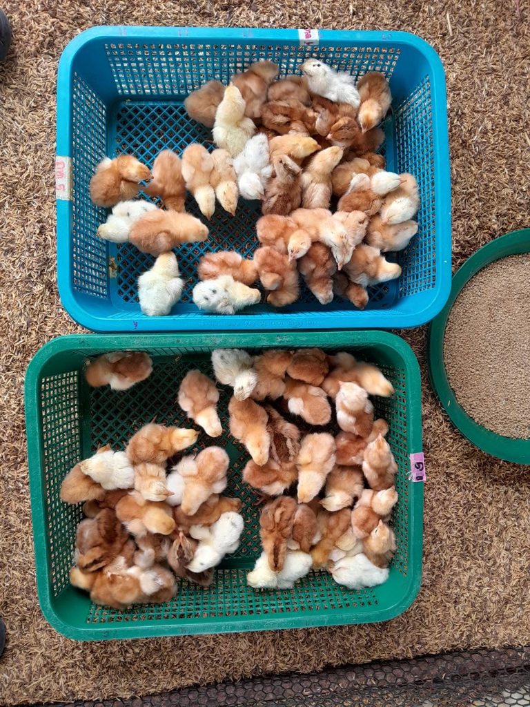 ม.ทักษิณ ส่งต่อความรู้เลี้ยงไก่ไข่ ต่อยอดอาชีพชุมชนชัยบุรี 5 1787893839 e2ef6ba5727ef8c2 S 37011496